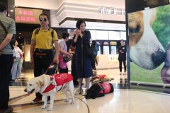 阿里影业携《一条狗的使命2》温情助力上海“无障碍电影”公益活动