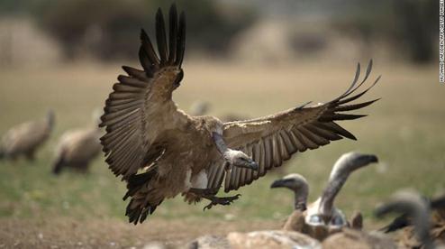 非洲一动物保护区惊现500多只秃鹰尸体，当地政府解